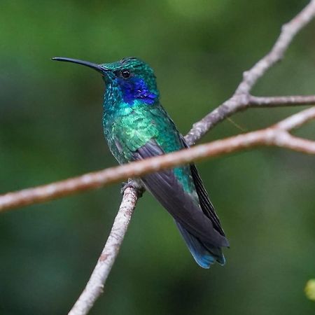 Campo Azul - Monteverde Екстер'єр фото
