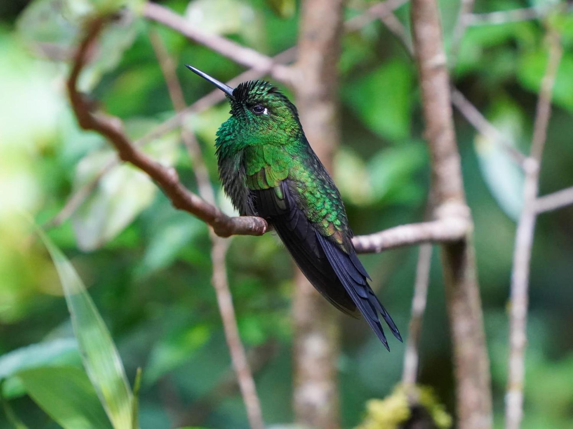 Campo Azul - Monteverde Екстер'єр фото