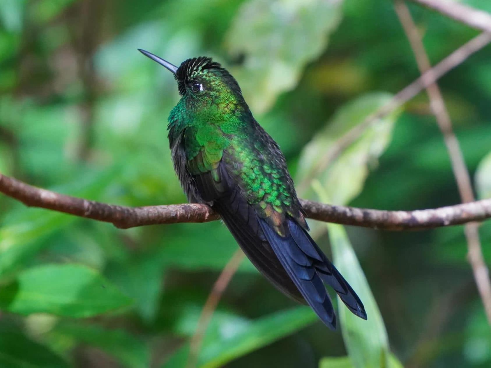 Campo Azul - Monteverde Екстер'єр фото