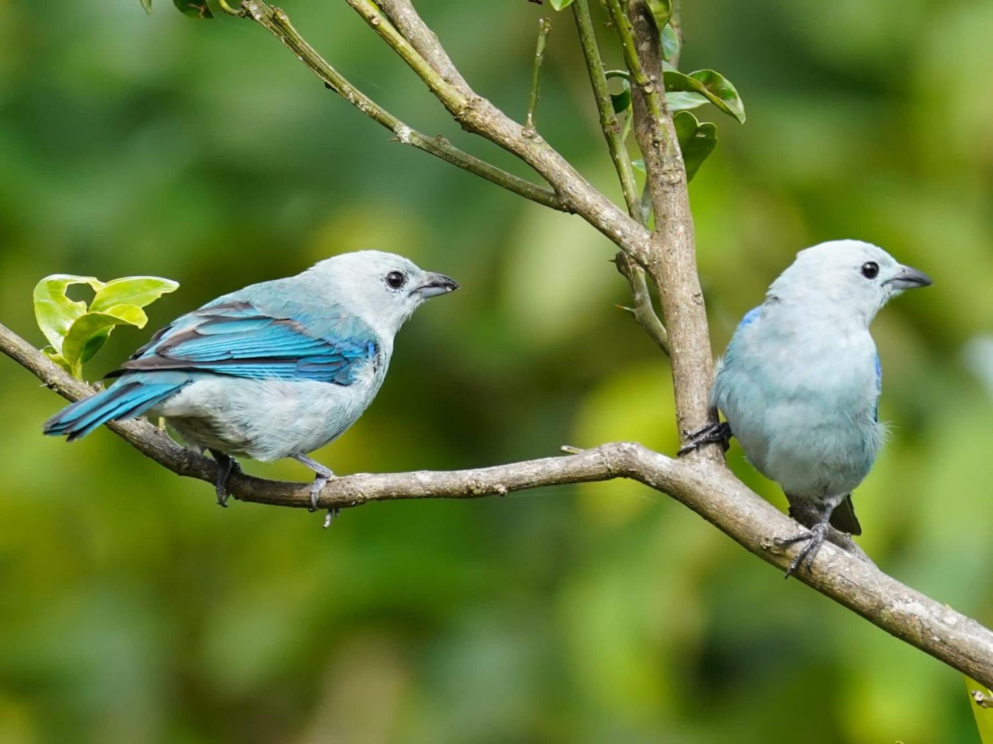 Campo Azul - Monteverde Екстер'єр фото